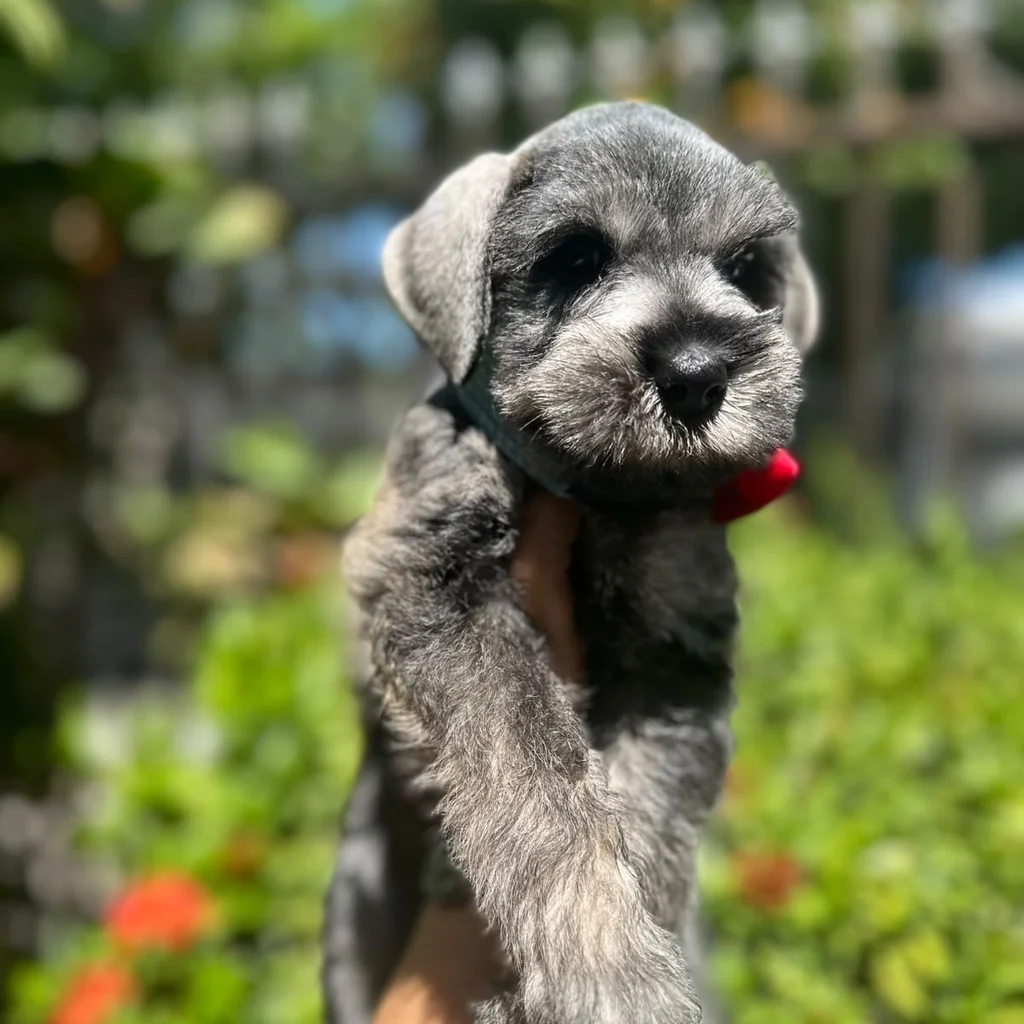 Schnauzer — cachorro disponible en criadero